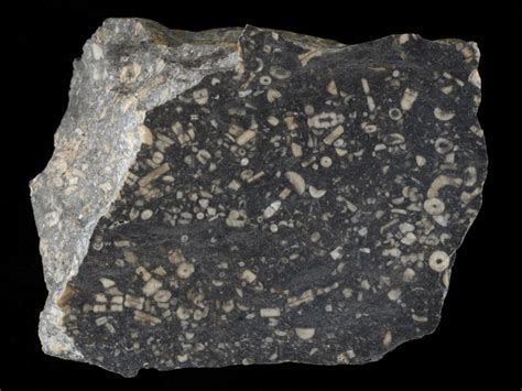 carboniferous limestone formed
